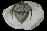 Bumpy Zlichovaspis Trilobite - Lghaft, Morocco #86292-8